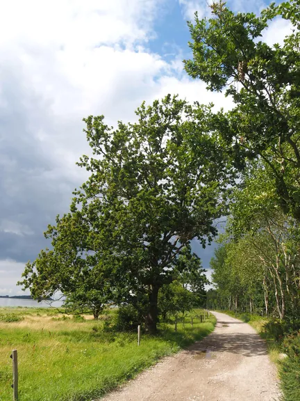 Halshuisene + Enebaerodde Beach (Denemarken)